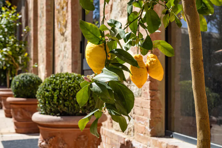 Lemon trees and courtyard details at Guild Siena